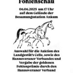 Fohlenschau in Ankum