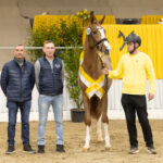 Drei ehemalige Auktionsfohlen werden Prämienhengste