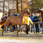 Anziehungspunkt für die besten Hengste