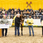 Hannoveraner Stute des Jahres 2025