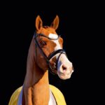 Hannoveraner Hengstarchiv: Über 1.600 Hengste