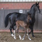 Fohlenrundfahrt am 04. Juli 2026