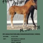 Fohlenschau in Ankum
