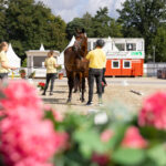 Hannovers junge Stuten im Rampenlicht
