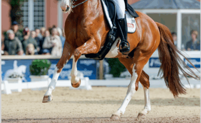 142. Verdener Elite-Auktion OnLive
