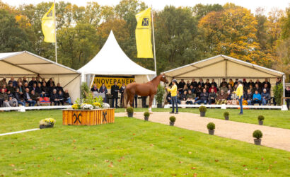 Dressur- und Springhengstkörung des Hannoveraner Verbandes