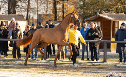 Anziehungspunkt für die besten Hengste