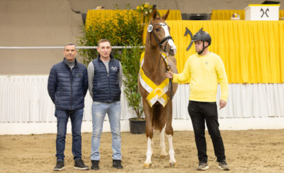 Drei ehemalige Auktionsfohlen werden Prämienhengste