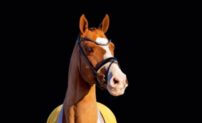 Hannoveraner Hengstarchiv: Über 1.600 Hengste