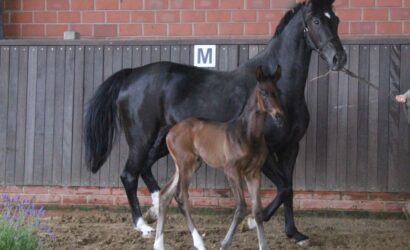 Fohlenrundfahrt am 04. Juli 2026