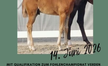 Fohlenschau in Ankum