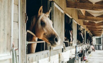 Die Vorteile von Hannoveraner Pferden
