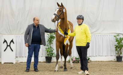 Springhengstkörung in Verden